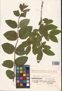 Жимолость голубая L., Восточная Европа, Московская область и Москва (E4a) (Россия)