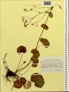 Saxifraga rotundifolia subsp. rotundifolia, Кавказ, Ставропольский край, Карачаево-Черкесия, Кабардино-Балкария (K1b) (Россия)