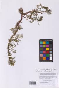 Трехреберник непахучий, Ромашка непахучая (L.) Sch.-Bip, Восточная Европа, Московская область и Москва (E4a) (Россия)