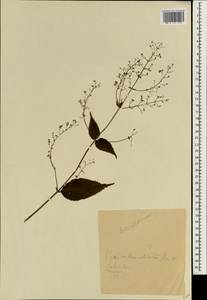 Isodon lophanthoides var. graciliflorus (Benth.) H.Hara, Зарубежная Азия (ASIA) (Неизвестно)