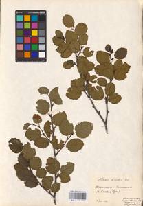 Alnus alnobetula subsp. alnobetula, Восточная Европа, Западно-Украинский район (E13) (Украина)