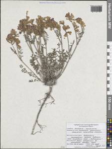 Копеечник украинский Kaschm., Восточная Европа, Центральный лесостепной район (E6) (Россия)