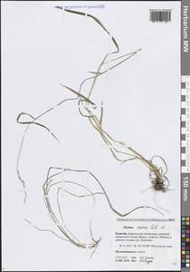 Пырейник собачий (L.) L., Сибирь, Прибайкалье и Забайкалье (S4) (Россия)