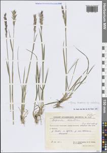 Пырейник длинноколосый (Turcz. ex Steud.) Tzvelev, Сибирь, Чукотка и Камчатка (S7) (Россия)