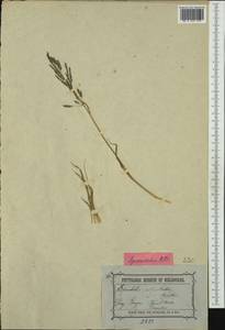 Sporobolus actinocladus (F.Muell.) F.Muell., Австралия и Океания (AUSTR) (Австралия)