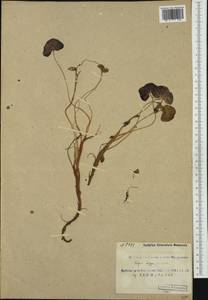 Кисличник двустолбиковый (L.) Hill, Западная Европа (EUR) (Шпицберген и Ян-Майен)