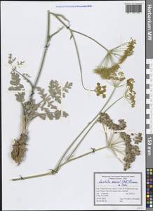 Leiotulus secacul (Mill.) Pimenov & Ostr., Зарубежная Азия (ASIA) (Иран)