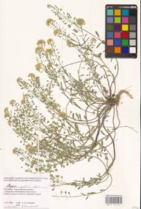 Бурачок Гмелина Jord. & Fourr., Восточная Европа, Южно-Украинский район (E12) (Украина)