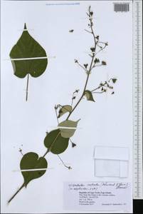 Wissadula periplocifolia (L.) C. Presl ex Thwaites, Африка (AFR) (Кабо-Верде)