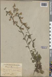 Колокольчик рапунцелевидный L., Восточная Европа, Центральный район (E4) (Россия)