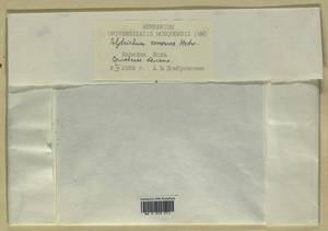 Polytrichum commune Hedw., Гербарий мохообразных, Мхи - Карелия, Ленинградская и Мурманская области (B4) (Россия)
