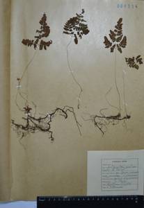 Голокучник континентальный (Petrov) Pojark., Сибирь, Дальний Восток (S6) (Россия)