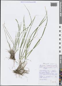 Вейник тростниковый (L.) Roth, Восточная Европа, Московская область и Москва (E4a) (Россия)