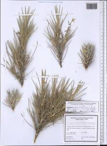 Astragalus eusarathron Kress-Deml & D. Podl., Зарубежная Азия (ASIA) (Иран)