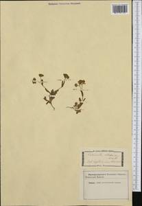 Валерианелла колосковая (L.) Laterr., Западная Европа (EUR) (Италия)