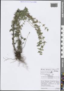 Пахучка полевая, Щебрушка полевая (L.) Kuntze, Восточная Европа, Средневолжский район (E8) (Россия)