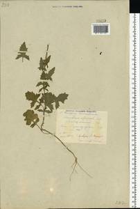 Гулявник лекарственный (L.) Scop., Восточная Европа, Центральный район (E4) (Россия)