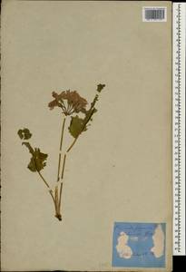 Primula japonica A. Gray, Зарубежная Азия (ASIA) (Япония)