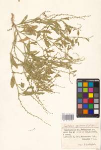 Крепкоплодник сирийский (L.) W.T.Aiton, Восточная Европа, Восточный район (E10) (Россия)