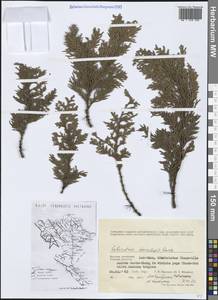 Calocedrus macrolepis Kurz, Зарубежная Азия (ASIA) (Вьетнам)