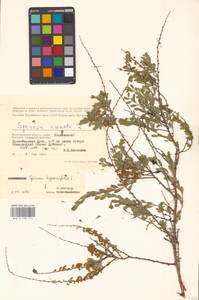 Спирея зверобоелистная, Таволга зверобоелистная L., Восточная Европа, Нижневолжский район (E9) (Россия)