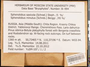 Sphenolobus saxicola (Schrad.) Steph., Гербарий мохообразных, Мхи - Прибайкалье и Забайкалье (B18) (Россия)