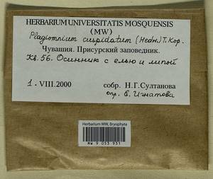 Plagiomnium cuspidatum (Hedw.) T.J. Kop., Гербарий мохообразных, Мхи - Среднее Поволжье (B9) (Россия)