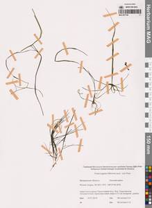 Штукения нитевидная, Рдест нитевидный (Pers.) Börner, Сибирь, Чукотка и Камчатка (S7) (Россия)