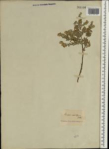 Olearia axillaris (DC.) F. Muell., Зарубежная Азия (ASIA) (Неизвестно)