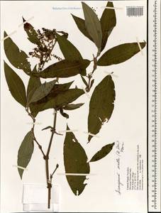 Koenigia mollis (D. Don) T. M. Schust. & Reveal, Зарубежная Азия (ASIA) (Непал)