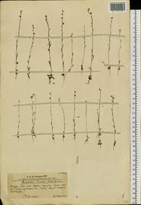 Липучка тонкая (Ledeb.) Gürke, Сибирь, Алтай и Саяны (S2) (Россия)