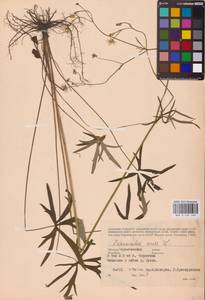 Лютик едкий L., Восточная Европа, Северо-Украинский район (E11) (Украина)