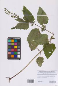 Шлемник высочайший, Шлемник высокий L., Восточная Европа, Московская область и Москва (E4a) (Россия)