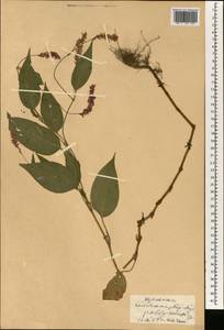 Спорыш, Зарубежная Азия (ASIA) (КНР)