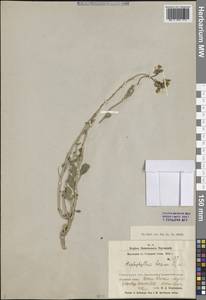 Цельнолистник цветоножковый Bunge ex Boiss., Средняя Азия и Казахстан, Сырдарьинские пустыни и Кызылкумы (M7) (Узбекистан)