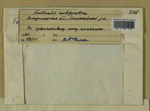 Fontinalis antipyretica Hedw., Гербарий мохообразных, Мхи - Центральное Нечерноземье (B6) (Россия)