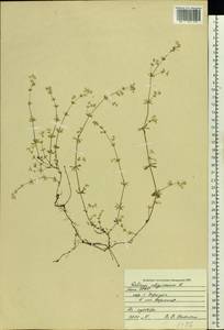 Подмаренник топяной L., Восточная Европа, Северный район (E1) (Россия)
