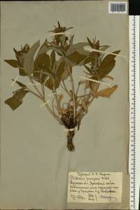 Зопник колючий (Willd.) Maire ex De Filipps, Восточная Европа, Центральный лесостепной район (E6) (Россия)