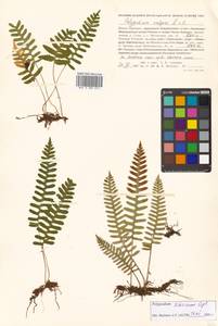 Polypodium fauriei Christ, Сибирь, Дальний Восток (S6) (Россия)