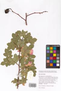 Шиповник сизый Sm., Восточная Европа, Нижневолжский район (E9) (Россия)