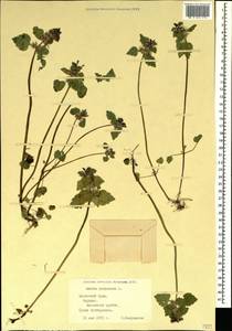 Яснотка пурпурная, Яснотка пурпуровая L., Крым (KRYM) (Россия)