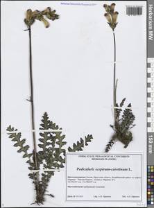 Мытник скипетровидный L., Сибирь, Прибайкалье и Забайкалье (S4) (Россия)