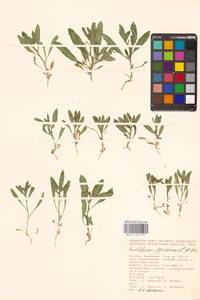 Крепкоплодник сирийский (L.) W.T.Aiton, Восточная Европа, Нижневолжский район (E9) (Россия)
