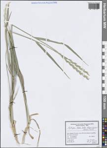 Campeiostachys elongatiformis (Drobow) Sennikov, Зарубежная Азия (ASIA) (Иран)