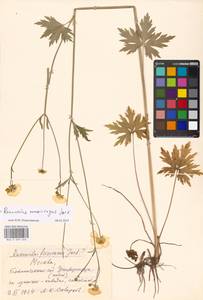Ranunculus acris subsp. acris, Восточная Европа, Московская область и Москва (E4a) (Россия)