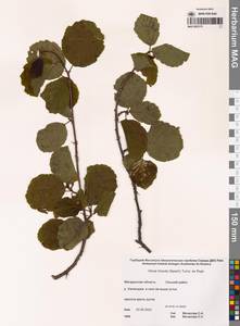 Ольха волосистая (Spach) Rupr., Сибирь, Чукотка и Камчатка (S7) (Россия)