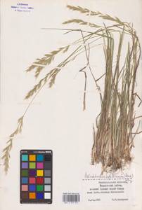 Helictochloa hookeri (Scribn.) Romero Zarco, Восточная Европа (без точных пунктов) (E0)