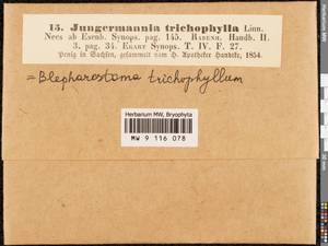 Blepharostoma trichophyllum (L.) Dumort., Гербарий мохообразных, Мхи - Западная Европа (BEu) (Германия)