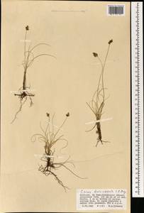 Осока твердоватая C.A.Mey., Монголия (MONG) (Монголия)