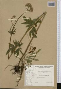 Valeriana excelsa subsp. sambucifolia (J. C. Mikan ex Pohl) Holub, Западная Европа (EUR) (Дания)